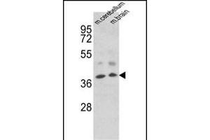 Western blot analysis of EN2 Antibody (C-term) f in mouse cerebellum, brain tissue lysates (35 μg/lane). (EN2 抗体  (C-Term))