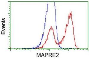HEK293T cells transfected with either RC200259 overexpress plasmid (Red) or empty vector control plasmid (Blue) were immunostained by anti-MAPRE2 antibody (ABIN2454619), and then analyzed by flow cytometry. (MAPRE2 抗体)