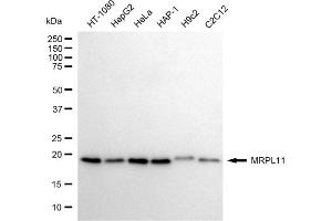 Western blotting analysis using MRPL11 antibody (ABIN7799430).