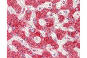 Anti-PDIA4 / ERP72 antibody IHC staining of human liver. (PDIA4 抗体  (AA 9-37))