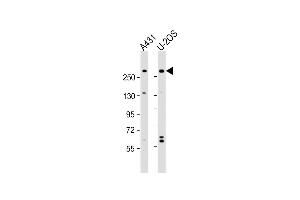 All lanes : Anti-NBAS Antibody (N-Term) at 1:2000 dilution Lane 1: A431 whole cell lysate Lane 2: U-2OS whole cell lysate Lysates/proteins at 20 μg per lane. (NBAS 抗体  (AA 628-661))