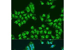 Immunofluorescence analysis of U2OS cells using THOC1 Polyclonal Antibody at dilution of 1:100. (THOC1 抗体)