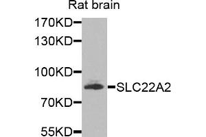 Western blot analysis of extracts of rat brain cells, using SLC22A2 antibody. (SLC22A2 抗体)