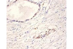 Immunohistochemistry of paraffin-embedded human prostate tissue using ABIN7161468 at dilution of 1:100 (Neurotrophin 4 抗体  (AA 82-210))