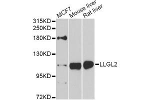 Western blot analysis of extracts of various cell lines, using LLGL2 antibody (ABIN5975836) at 1/1000 dilution. (LLGL2 抗体)