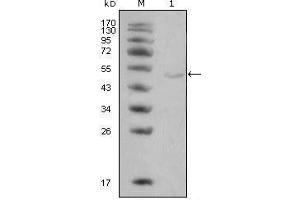 Western blot analysis using LPL mouse mAb against Hela cell lysate (1).