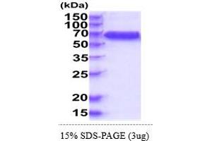 IL10RB Protein (AA 20-220) (hIgG-His-tag)