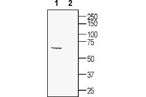 Western blot analysis of mouse brain lysates: 1.