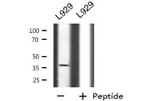 Western blot analysis of CD300LG using L929 whole cell lysates