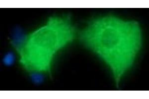 Image no. 1 for anti-Hepatocyte Growth Factor-Regulated tyrosine Kinase Substrate (HGS) antibody (ABIN1498718) (HGS 抗体)