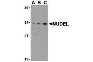 Western Blotting (WB) image for anti-NudE Nuclear Distribution E Homolog (A. Nidulans)-Like 1 (NDEL1) (N-Term) antibody (ABIN1031492) (NDEL1 抗体  (N-Term))