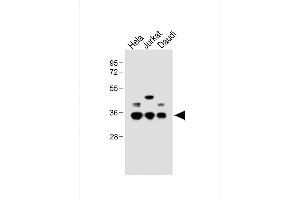 Western Blotting (WB) image for anti-Branched Chain Keto Acid Dehydrogenase E1, beta Polypeptide (BCKDHB) (AA 41-70), (N-Term) antibody (ABIN654629)