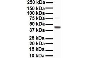 WB Suggested Anti-EEF1A1 antibody Titration: 1 ug/mL Sample Type: Human HepG2 (eEF1A1 抗体  (C-Term))