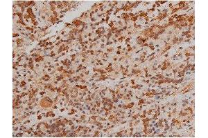ABIN6267433 at 1/200 staining Rat spleen tissue sections by IHC-P.