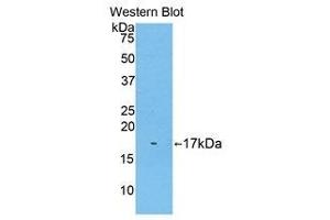 Western Blotting (WB) image for anti-Biglycan (BGN) (AA 243-369) antibody (ABIN1858133) (Biglycan 抗体  (AA 243-369))