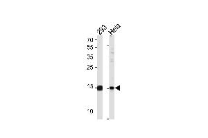 SUMO2/3 Antibody (C-term E69) (ABIN1882138 and ABIN2845503) western blot analysis in 293,Hela cell line lysates (35 μg/lane). (SUMO2/3 抗体  (C-Term))