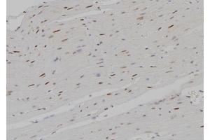 ABIN6267588 at 1/100 staining Rat heart tissue by IHC-P. (RUNX1 抗体  (pSer304))