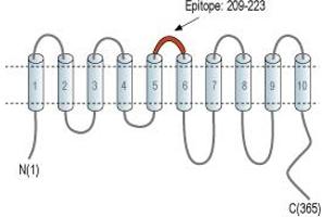 anti-Solute Carrier Family 35, Member G1 (SLC35G1) (3rd Extracellular Loop), (AA 209-223) antibody