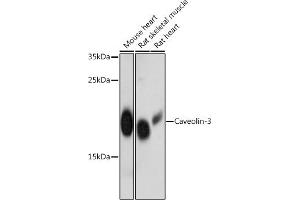 Western blot analysis of extracts of various cell lines, using Caveolin-3 antibody  at 1:3000 dilution. (Caveolin 3 抗体  (AA 1-100))