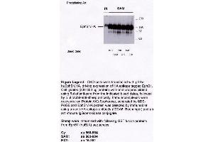 Image no. 2 for anti-EPH Receptor B1 (EPHB1) antibody (ABIN264959) (EPH Receptor B1 抗体)