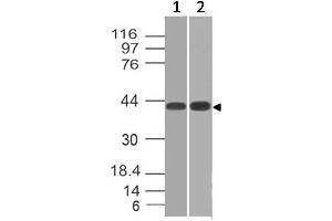 Image no. 1 for anti-Cytokine Receptor-Like Factor 2 (CRLF2) (AA 97-252) antibody (ABIN5027605) (CRLF2 抗体  (AA 97-252))