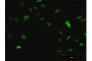 Immunofluorescence (IF) image for anti-V-Crk Sarcoma Virus CT10 Oncogene Homolog (Avian)-Like (CRKL) (AA 1-303) antibody (ABIN514605)