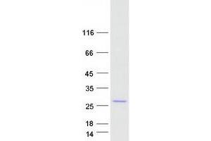 Western Blotting (WB) image for Kv Channel Interacting Protein 3, Calsenilin (KCNIP3) (Transcript Variant 2) protein (Myc-DYKDDDDK Tag) (ABIN2713076)
