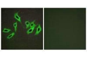 Immunofluorescence analysis of HepG2 cells, using Heparin Cofactor II antibody. (SERPIND1 抗体)