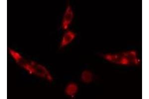 ABIN6275569 staining Hela cells by IF/ICC. (SH3G2 抗体  (Internal Region))