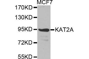 Western blot analysis of extracts of MCF7 cell line, using KAT2A antibody. (KAT2A 抗体  (AA 1-100))