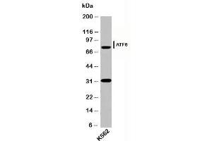 Western blot testing of human samples with ATF6 antibody (AF6229) at 2ug/ml. (ATF6 抗体  (N-Term))