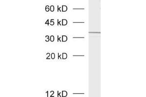 dilution: 1 : 1000, sample: crude synaptosomal fraction of rat brain (P2) (Syntaxin 4 抗体  (Cytoplasmic Domain))