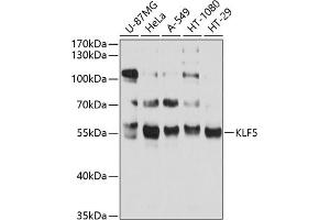 Western blot analysis of extracts of various cell lines, using KLF5 antibody (ABIN3023447, ABIN3023448, ABIN3023449 and ABIN6219969) at 1:1000 dilution. (KLF5 抗体  (AA 1-250))