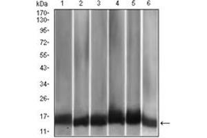 Western Blotting (WB) image for anti-Chemokine (C-C Motif) Ligand 2 (CCL2) antibody (ABIN1108180)