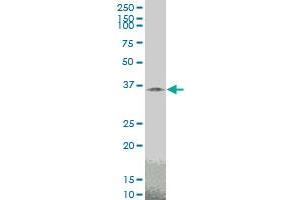 TAZ monoclonal antibody (M14), clone 2B3 Western Blot analysis of TAZ expression in PC-12 . (TAZ 抗体  (AA 1-262))