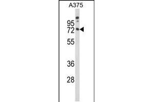 Western blot analysis of MAG Antibody in A375 cell line lysates (35ug/lane) (MAG 抗体  (AA 439-466))