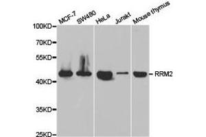 Western Blotting (WB) image for anti-Ribonucleotide Reductase M2 (RRM2) antibody (ABIN1876447) (RRM2 抗体)
