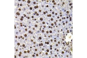 Immunohistochemistry of paraffin-embedded mouse liver using HIRIP3 antibody (ABIN5974221) at dilution of 1/100 (40x lens). (HIRIP3 抗体)