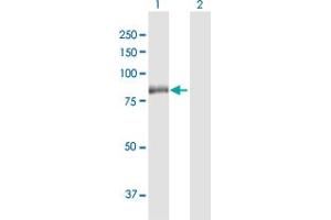 Western Blot analysis of RPS6KA2 expression in transfected 293T cell line by RPS6KA2 MaxPab polyclonal antibody.