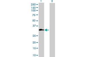 Western Blot analysis of METTL1 expression in transfected 293T cell line ( H00004234-T01 ) by METTL1 MaxPab polyclonal antibody. (METTL1 抗体  (AA 1-276))