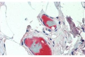 Detection of CP in Human Small Intestine Tissue using Monoclonal Antibody to Ceruloplasmin (CP) (Ceruloplasmin 抗体  (AA 789-1065))
