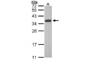 WB Image Sample (30 ug of whole cell lysate) A: Molt-4 , 12% SDS PAGE antibody diluted at 1:1000 (OLIG1 抗体  (C-Term))