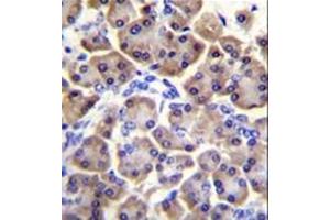 Formalin fixed and paraffin embedded human pancreas tissue stained with MRPS12 followed by peroxidase conjugation of the secondary antibody and DAB staining. (MRPS12 抗体  (Middle Region))