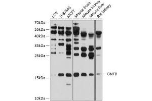 Western blot analysis of extracts of various cell lines, using GMFB antibody (ABIN6131732, ABIN6141181, ABIN6141182 and ABIN6224741) at 1:1000 dilution. (GMFB 抗体  (AA 1-140))