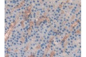 DAB staining on IHC-P; Samples: Rat Adrenal gland Tissue (CD236/GYPC 抗体  (AA 1-95))