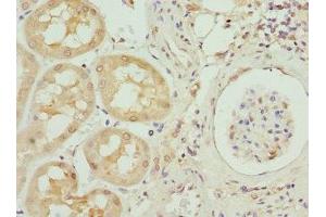 Immunohistochemistry of paraffin-embedded human kidney tissue using ABIN7156239 at dilution of 1:100 (INHBB 抗体  (AA 295-405))