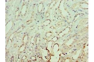 Immunohistochemistry of paraffin-embedded human kidney tissue using ABIN7161930 at dilution of 1:100 (NRF1 抗体  (AA 1-300))