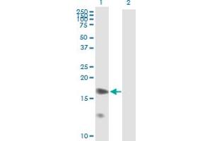 Western Blot analysis of PTGES expression in transfected 293T cell line by PTGES MaxPab polyclonal antibody. (Prostaglandin E Synthase 抗体  (AA 1-152))