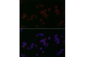 Immunofluorescence (IF) image for anti-Mitofusin 2 (MFN2) (AA 500-600) antibody (ABIN6143800)