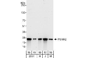 Western Blotting (WB) image for anti-Proteasome Subunit alpha 2 (PSMA2) (AA 184-234) antibody (ABIN7454564)